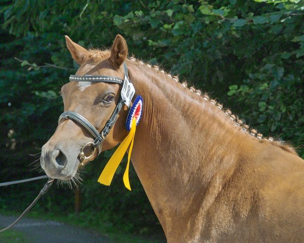 Zuchtstute Duchesse (Deutsches Reitpony, 1998, von Colonel)