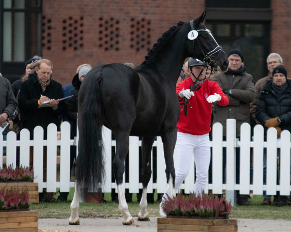 Pferd Dono di natura (Westfale, 2020, von Dancier Gold FRH)