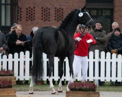 Pferd Dono di natura (Westfale, 2020, von Dancier Gold FRH)