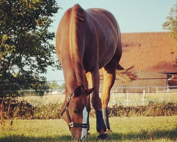 jumper Churchill (Westphalian, 2010, from Camax L) jumper Churchill (Westphalian, 2010, from Camax L)