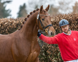 stallion Viva La Vida (Westphalian, 2020, from Viva Gold OLD)