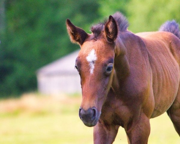 horse Cataleya (Hanoverian, 2022, from Colorit)