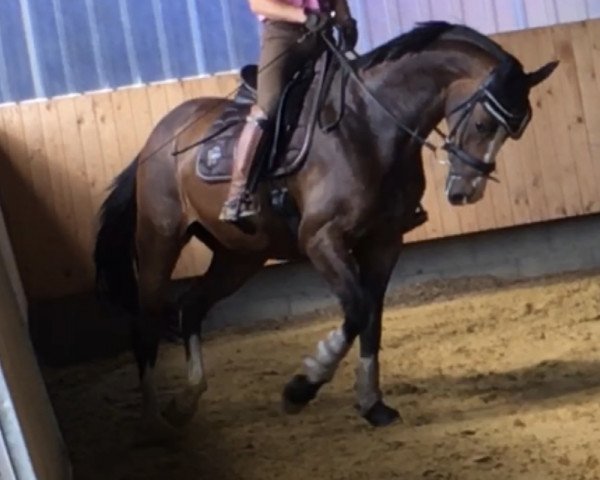 Springpferd P-Rolex (Deutsches Sportpferd,  , von Ra 1)
