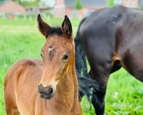 horse Bailey XR (Oldenburg, 2022, from Asgard's Ibiza)
