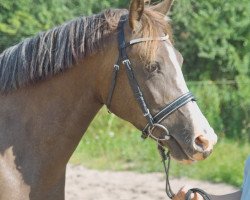 broodmare Petit Happyness (German Riding Pony, 2004, from Monte Christo)