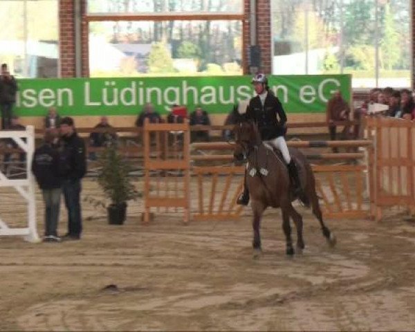 jumper Spirit (KWPN (Royal Dutch Sporthorse), 1999, from Calvaro Z)