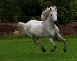 dressage horse Mirage 77 (Pony without race description, 1993, from Unbekannt Pony)