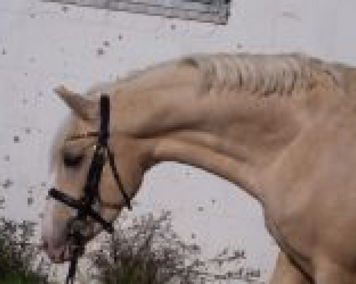 dressage horse Petit Marashino (German Riding Pony, 2003, from Grenzhoes Montgomery)