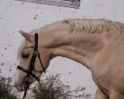 dressage horse Petit Marashino (German Riding Pony, 2003, from Grenzhoes Montgomery)