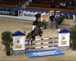 jumper Cidman (Hanoverian, 2003, from Contendro I)