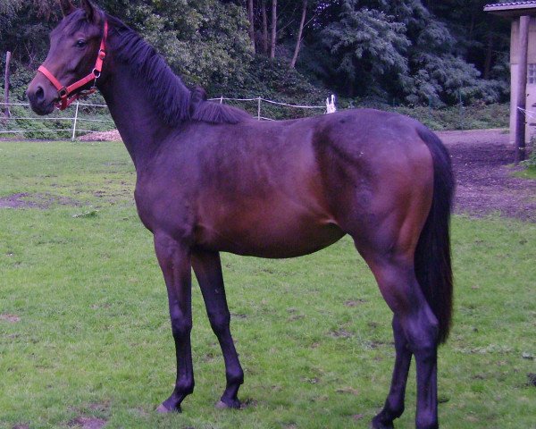 broodmare Emma N (Westphalian, 2009, from Ehrenpreis)
