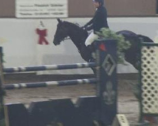 jumper Queen Mary 12 (Hanoverian, 2001, from Glenfiddich)