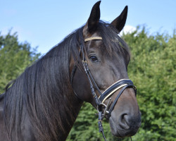 horse Coldplay 35 (Oldenburg, 2011, from Christ)