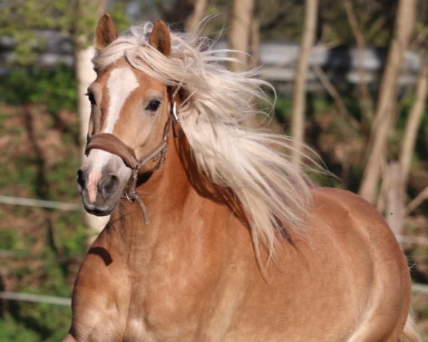 broodmare Dana (Haflinger, 2011, from Liz Weltwind)