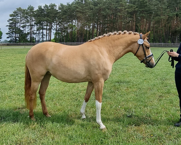 horse Stute von Dating AT / FS Champion Deluxe (German Riding Pony, 2019, from Dating AT NRW)