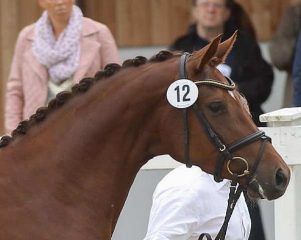 broodmare Ma Bandola (Trakehner, 2013, from Banderas)