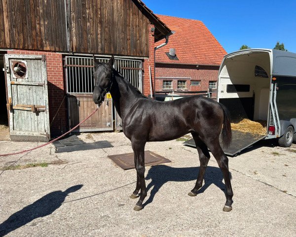 horse Lakritz Fritz (Westphalian, 2022, from Life Time FRH)