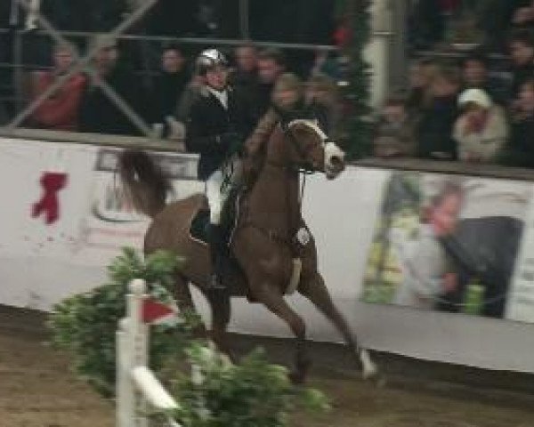 jumper Atomic 12 (Hanoverian, 2000, from Acorado I)