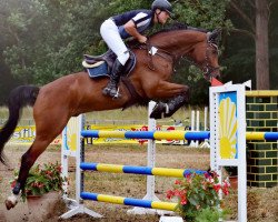 jumper Chacco's Pilot 3 (Oldenburg show jumper, 2015, from Chatender)