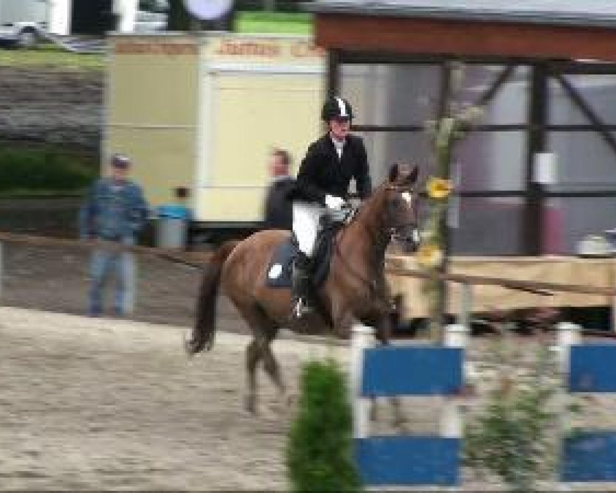 Zuchtstute Tamina cara (Trakehner, 1996, von Sarafan) - Recklinghausen 
29.08.2010 
14 Stilspringprüfung Kl E