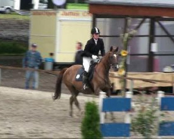broodmare Tamina cara (Trakehner, 1996, from Sarafan)