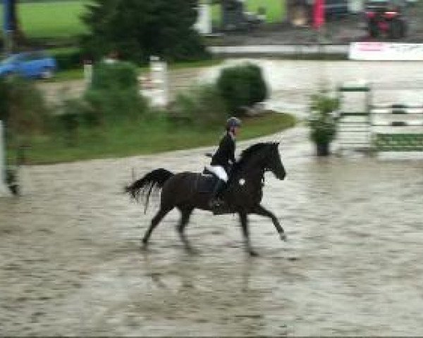 stallion Campino We (German Riding Pony, 2002, from Constantin) stallion Campino We (German Riding Pony, 2002, from Constantin)
