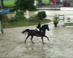stallion Campino We (German Riding Pony, 2002, from Constantin)