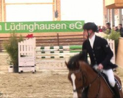 jumper Quentin 49 (Oldenburg, 2004, from Quidam's Rubin)
