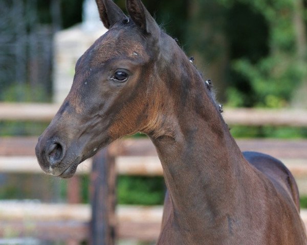 horse Hot Summer (Trakehner, 2022, from Sweetwaters Ziethen TSF)