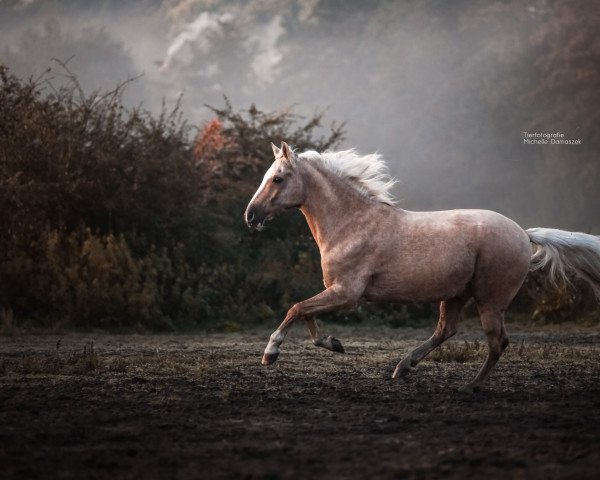 horse Gandhi (German Riding Pony, 2004, from Golden Game Boy)