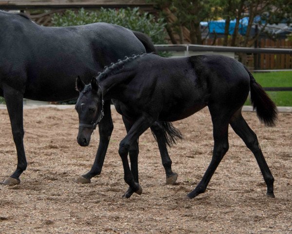 horse Fine Princess (Trakehner, 2022, from Grafenstolz)