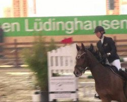 Springpferd Justin 70 (Westfale, 1997, von Julio Mariner xx)