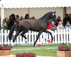 stallion Excalibur 140 (Westphalian, 2020, from Escamillo)