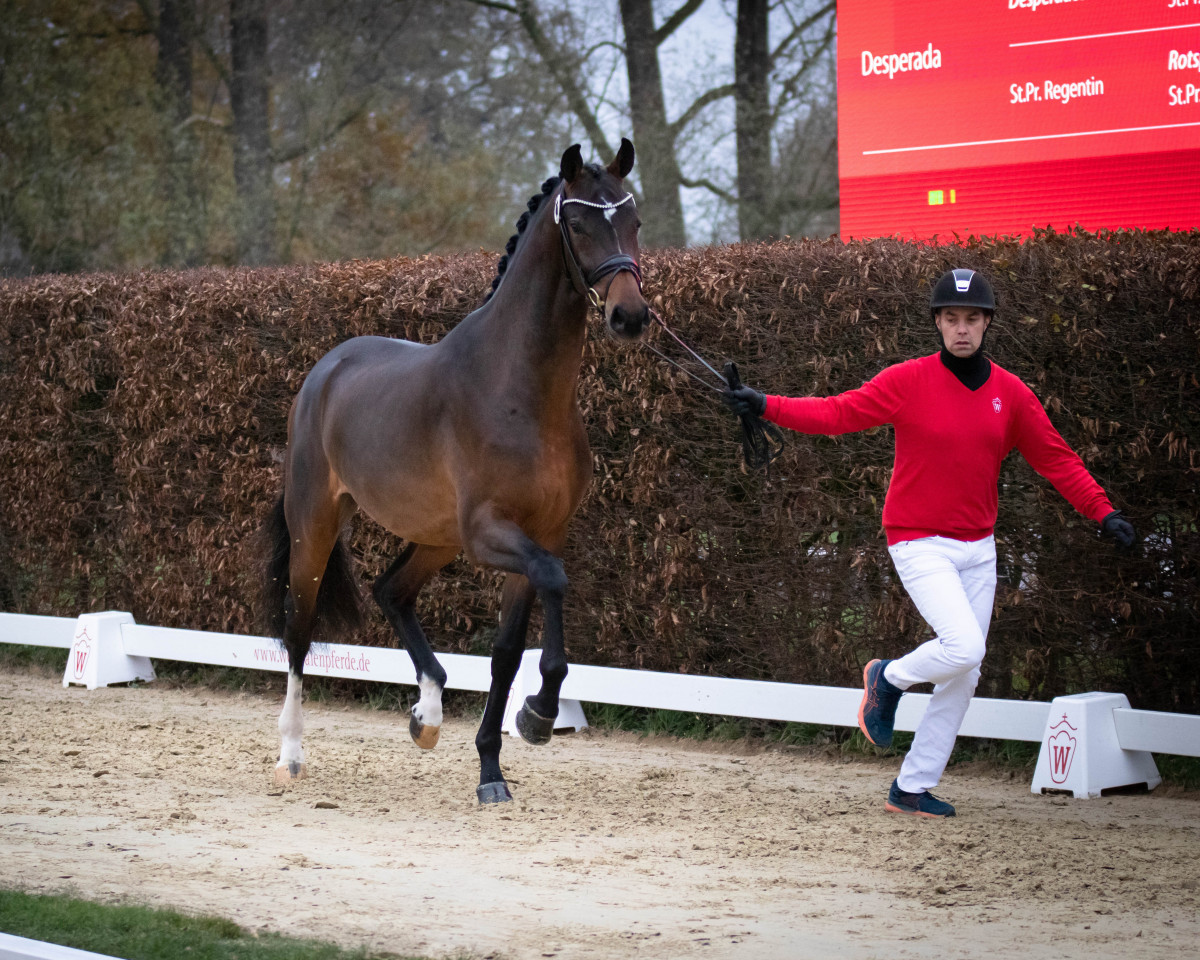 horse Valverdos (Hanoverian, 2020, from Valverde NRW)