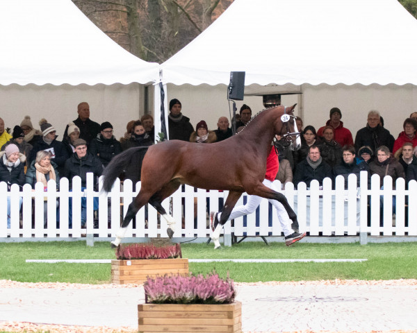 stallion Global Dancer (Oldenburg, 2020, from Global Player OLD)