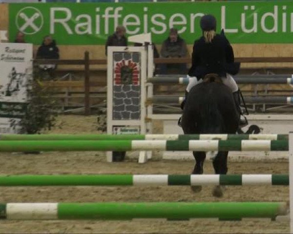 jumper Avalon 247 (KWPN (Royal Dutch Sporthorse), 1999, from Argus)