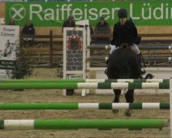 jumper Avalon 247 (KWPN (Royal Dutch Sporthorse), 1999, from Argus)