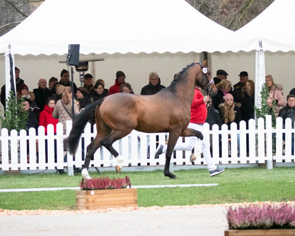 stallion Just Diamond (Oldenburg, 2020, from Jovian)