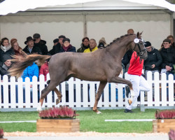 stallion Future Me BC (Westphalian, 2020, from First Deal)