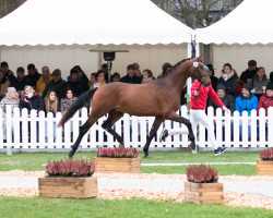 stallion Hengst von Glamourdale / Franklin (Danish Warmblood, 2020, from Glamourdale)