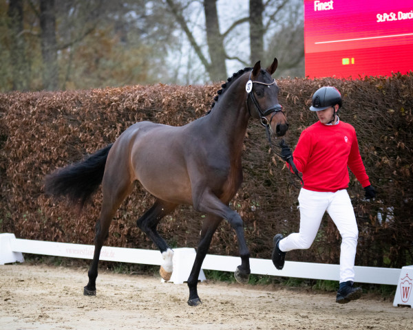 Deckhengst Sir Hamilton (Westfale, 2020, von Sir Heinrich OLD)