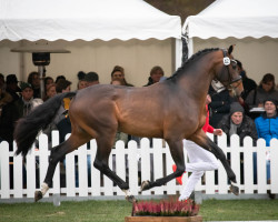 stallion Violino (Westphalian, 2020, from Vaderland OLD)