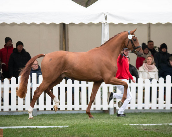 stallion BLUE HORS ZOLTAN (Hanoverian, 2020, from Blue Hors Zackerey)