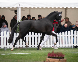 Deckhengst Zoretto (KWPN (Niederländisches Warmblut), 2020, von Zenon)