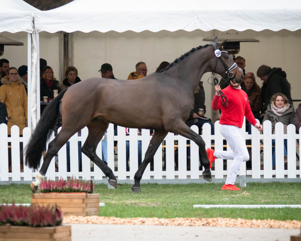 stallion Hengst von Zoom / Carabas (Westphalian, 2020, from Zoom)