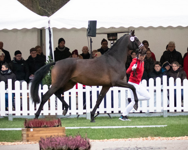 horse Hengst von Franklin / Dr.Doolittle (Danish Warmblood, 2020, from Franklin)