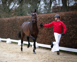 horse Hengst von Fürst Samarant / Diamond Hit (Westphalian, 2020, from Fürst Samarant)