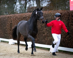 horse Hengst von Fynch Hatton / De Niro (Oldenburg, 2020, from Fynch Hatton)