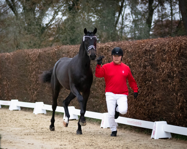 horse Peerd (KWPN (Royal Dutch Sporthorse), 2020, from Galaxy)