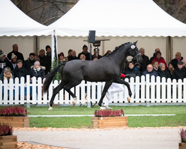 Pferd Hengst von Sir Heinrich / Fürst Grandios (Westfale, 2020, von Sir Heinrich OLD)